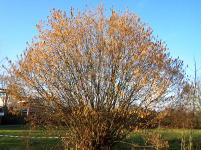 20150214Corylus_avellana2
