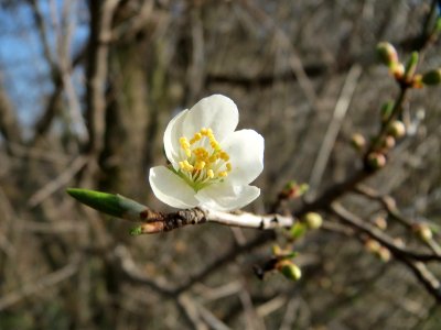 20150318Prunus_cerasifera1