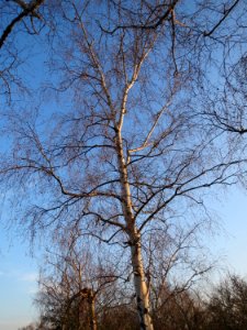 20150214Betula_pendula