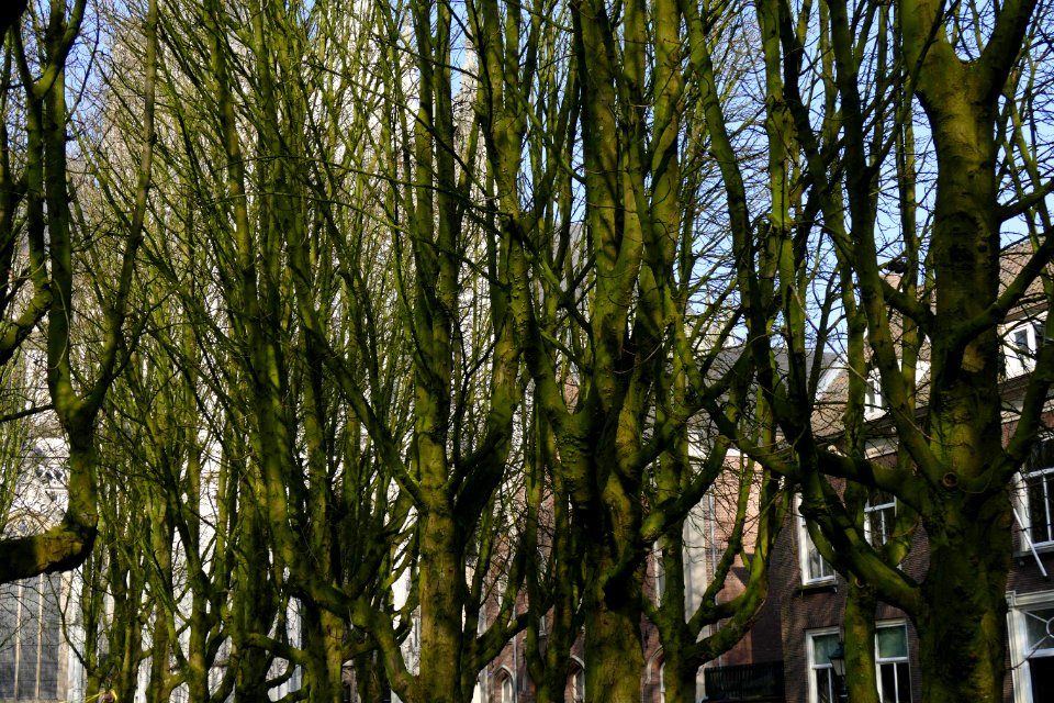 2015.02.16.141222_Trees_Parade_'s-Hertogenbosch