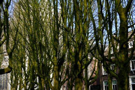 2015.02.16.141222_Trees_Parade_'s-Hertogenbosch