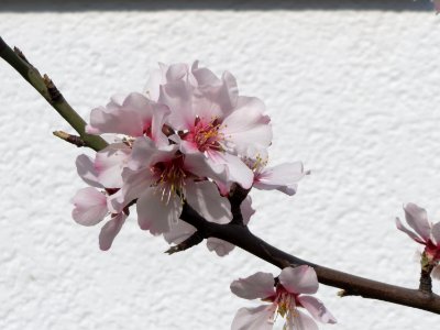 20150318Prunus_dulcis3
