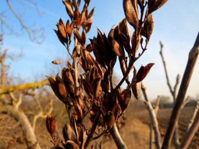 20150213Syringa_vulgaris1