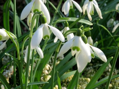 20150318Galanthus_nivalis1