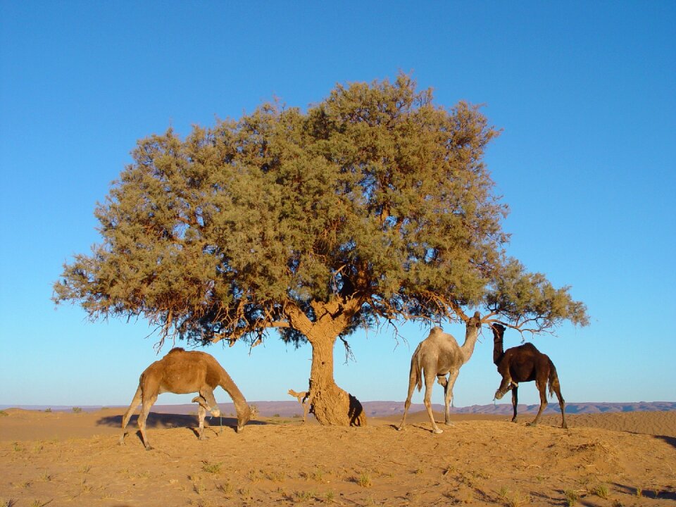 Nature animal hump photo