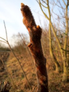 20150213Rhus_typhina2