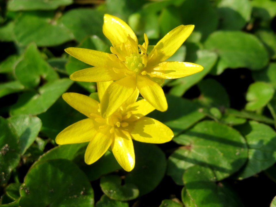 20150318Ficaria_verna3