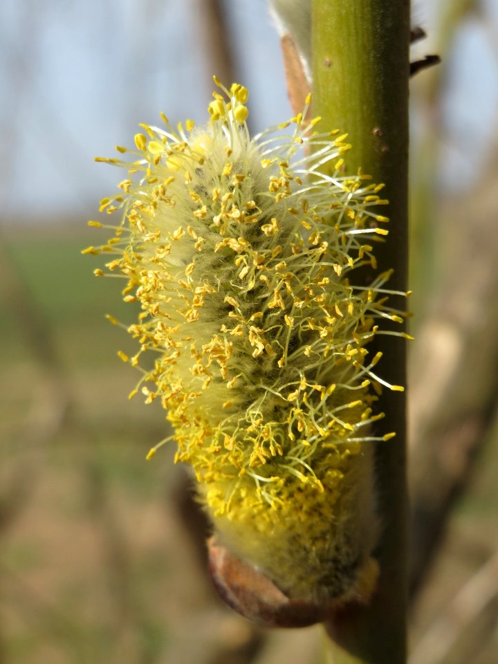 20150316Salix_caprea07