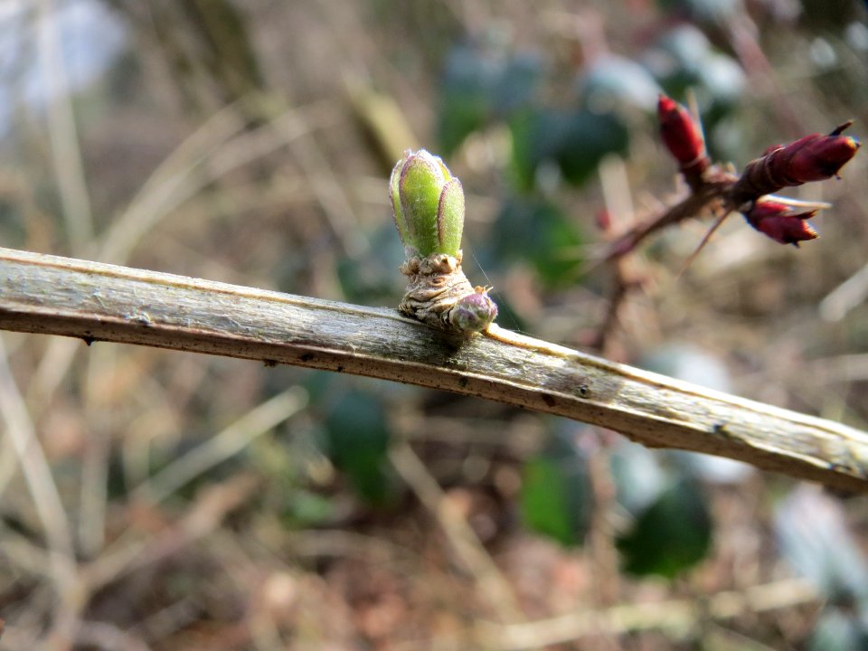 20150308Lycium_barbarum2