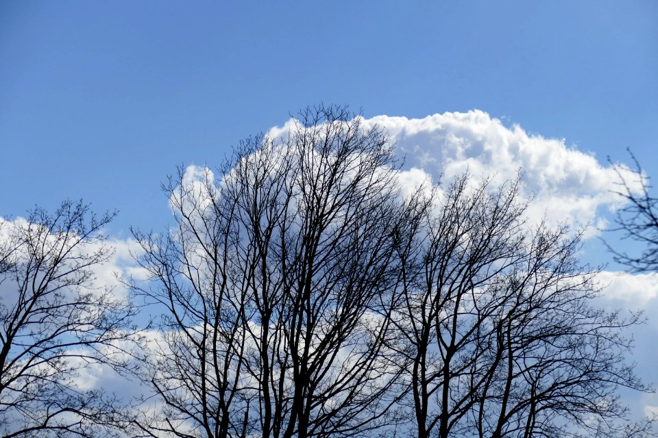 2015.04.05.140925_Leafless_trees_clouds_Bad_Rappenau