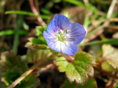 20150316Veronica_persica4