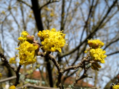 20150308Cornus_mas1