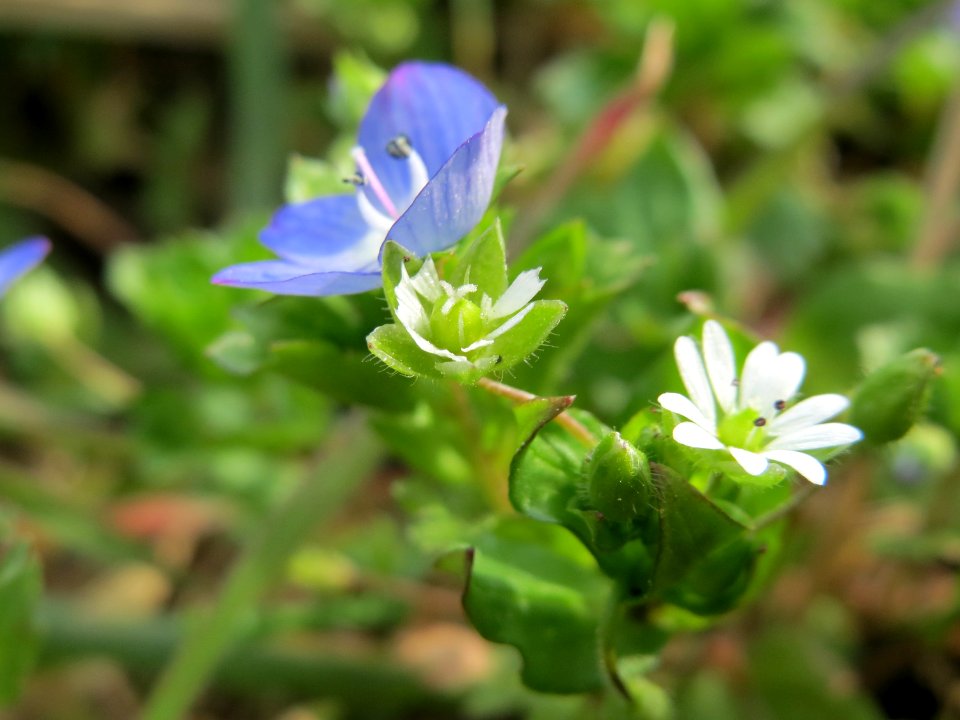 20150316Veronica_persica2