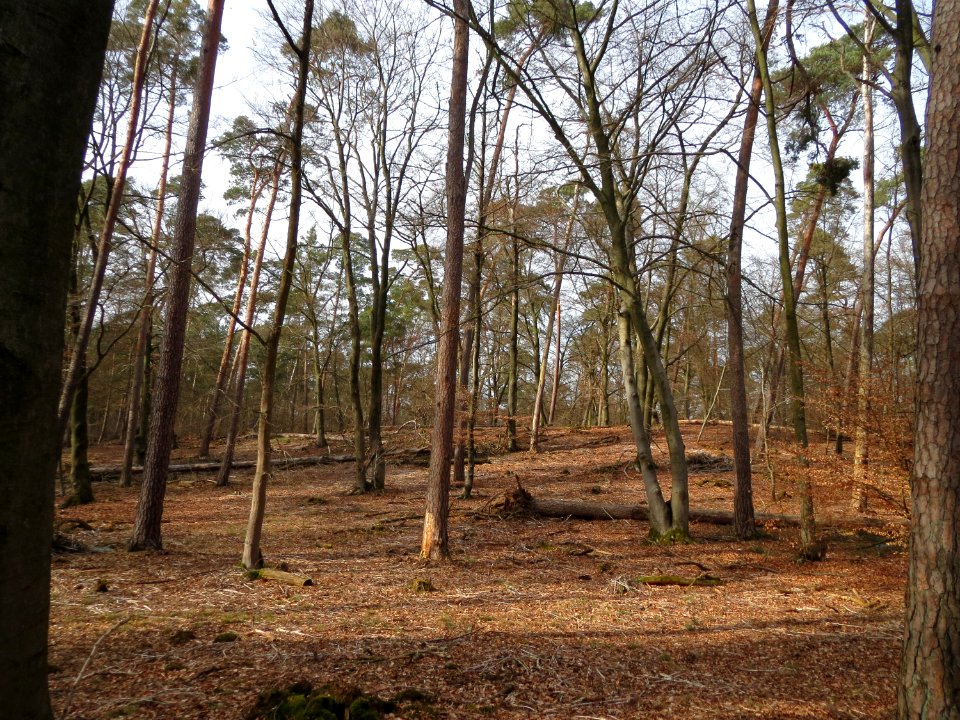 20150308Hoher_Stein2