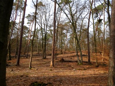20150308Hoher_Stein2