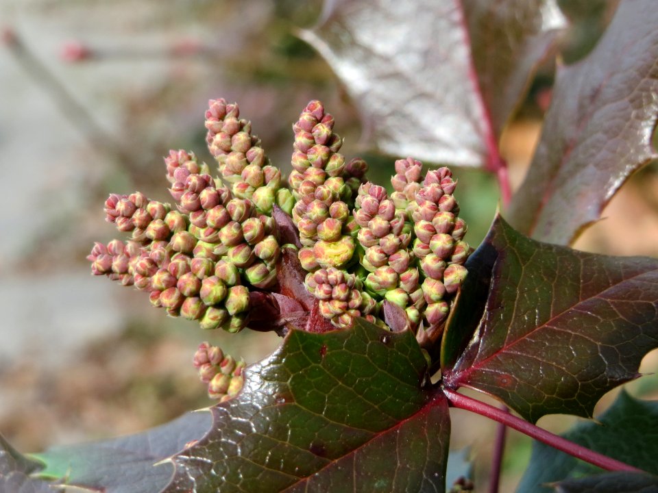 20150308Mahonia_aquifolium1