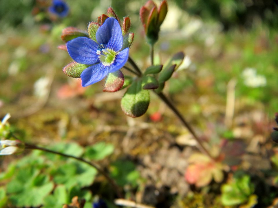 20150318Veronica_triphyllos3