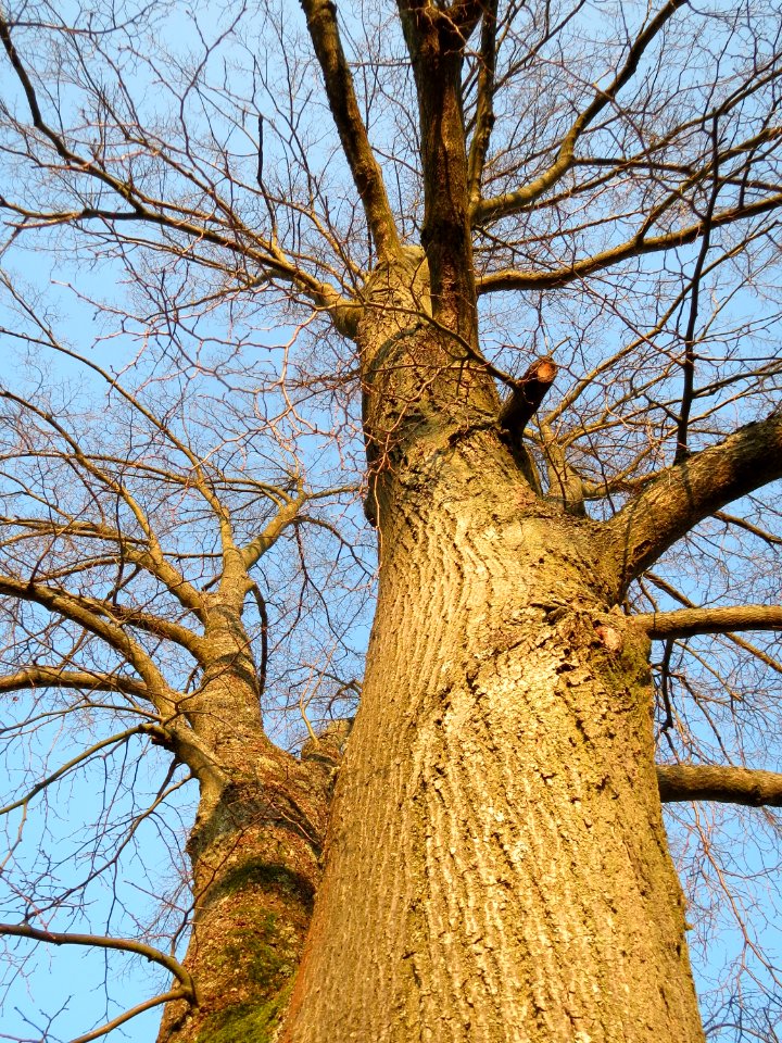20150212Tilia_cordata3