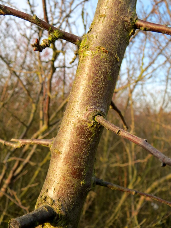 20150213Prunus_spinosa1