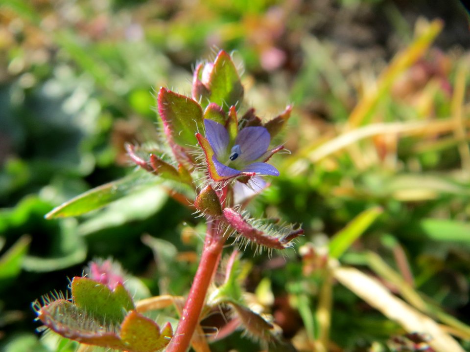 20150317Veronica_hederifolia1