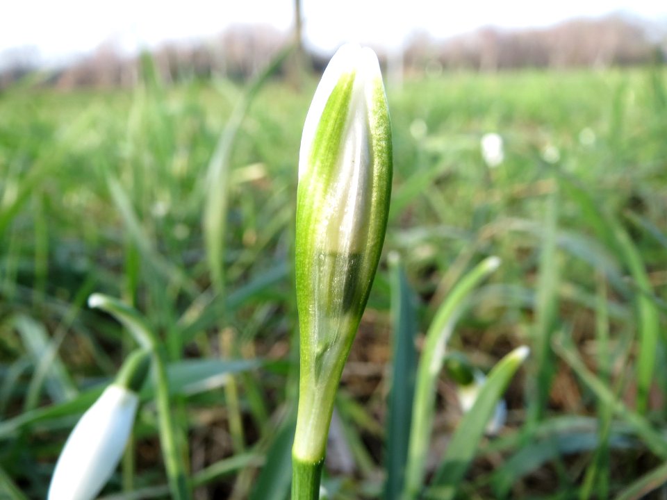 20150213Galanthus_nivalis5