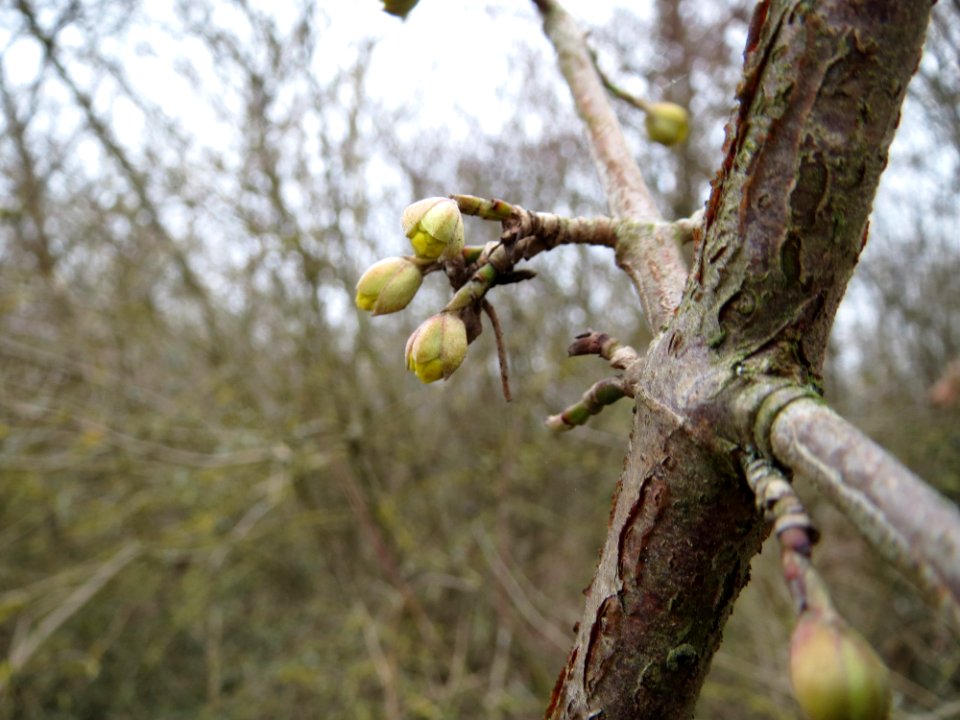 20150218Cornus_mas2