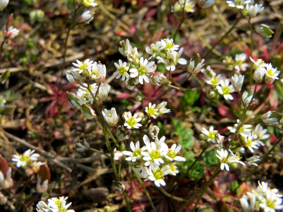20150318Draba_verna1