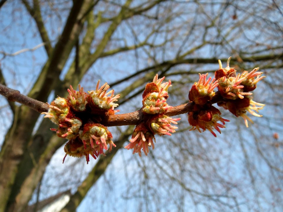 20150318Acer_saccharinum2