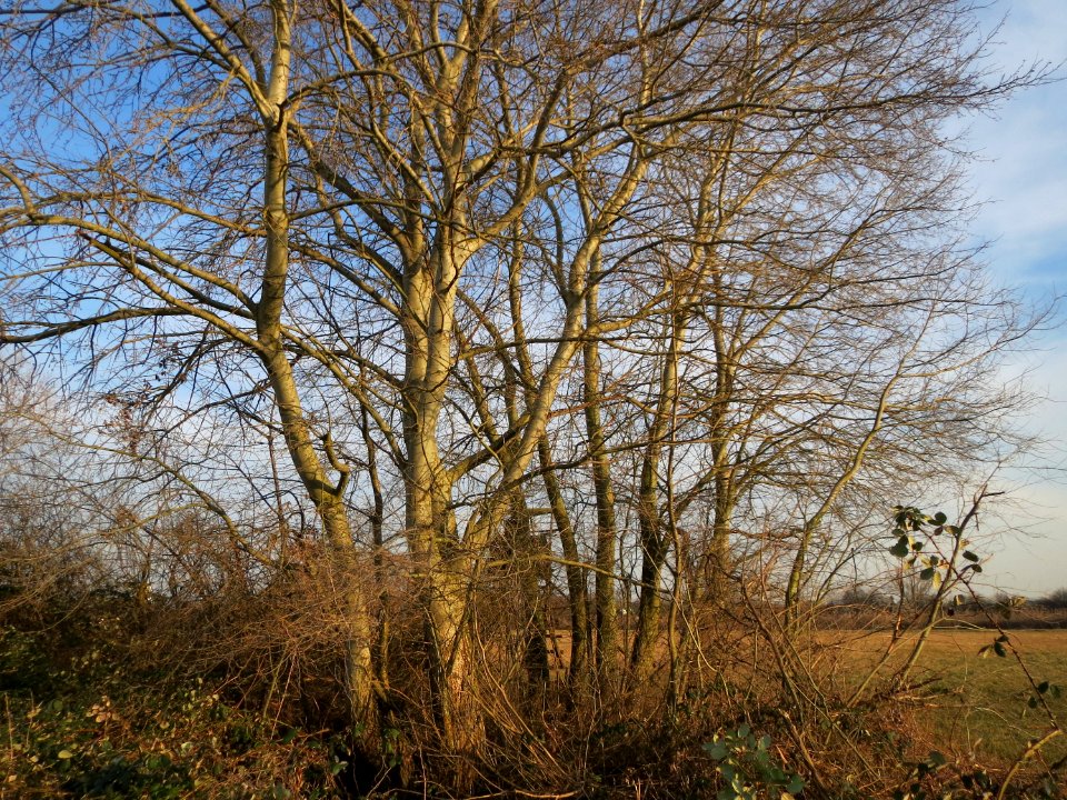 20150317Populus_tremula3