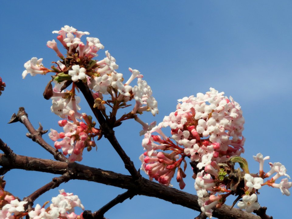 20150318Viburnum_x_bodnantense1