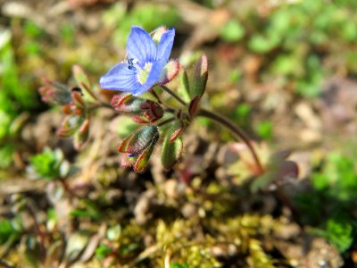 20150318Veronica_triphyllos1