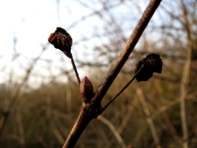 20150213Lonicera_xylosteum1