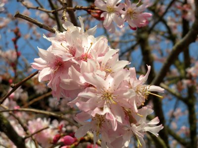 20150318Prunus_serrulata3