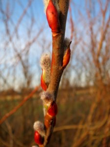 20150317Salix_purpurea1
