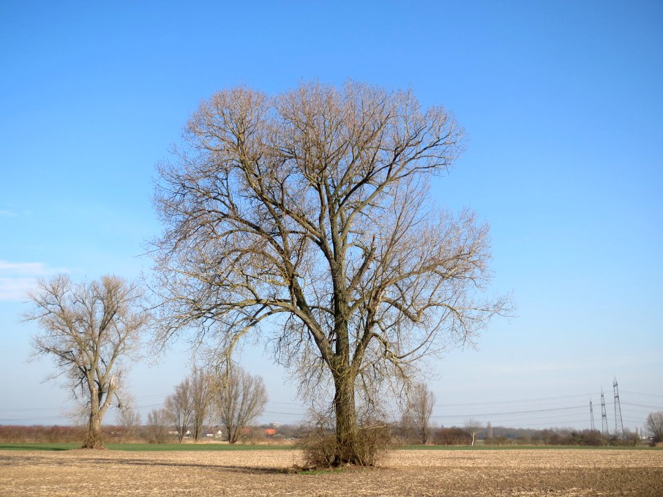 20150316Populus_x_canadensis