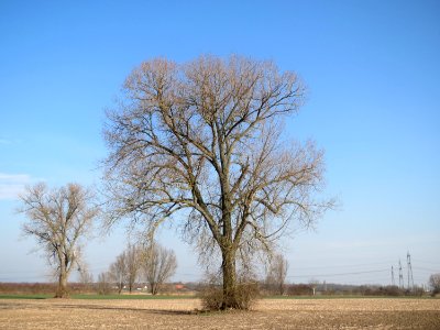 20150316Populus_x_canadensis