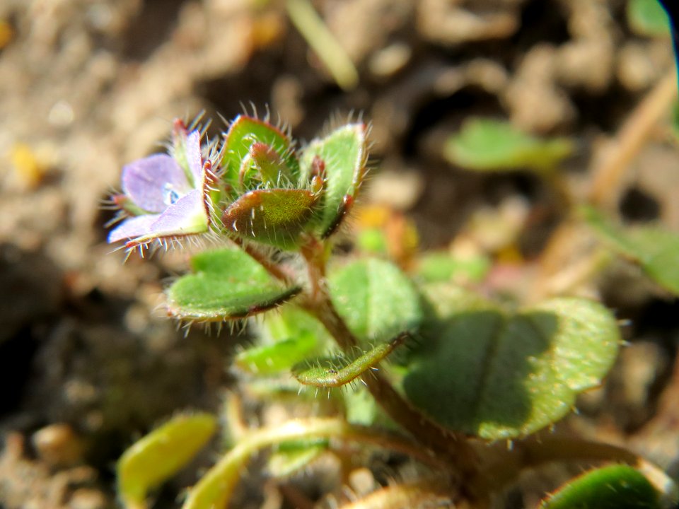20150317Veronica_hederifolia4