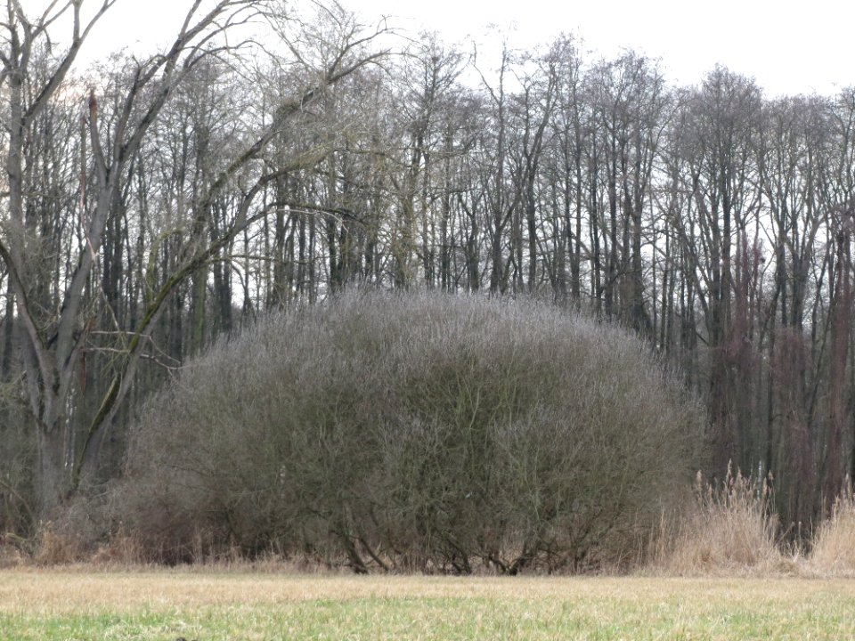 20150315Salix_purpurea01