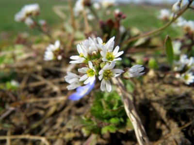 20150308Draba_verna04