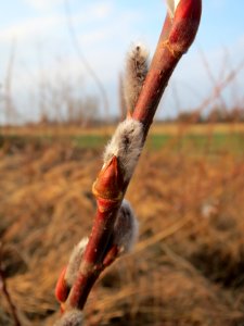 20150315Salix_purpurea13