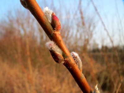 20150315Salix_purpurea11