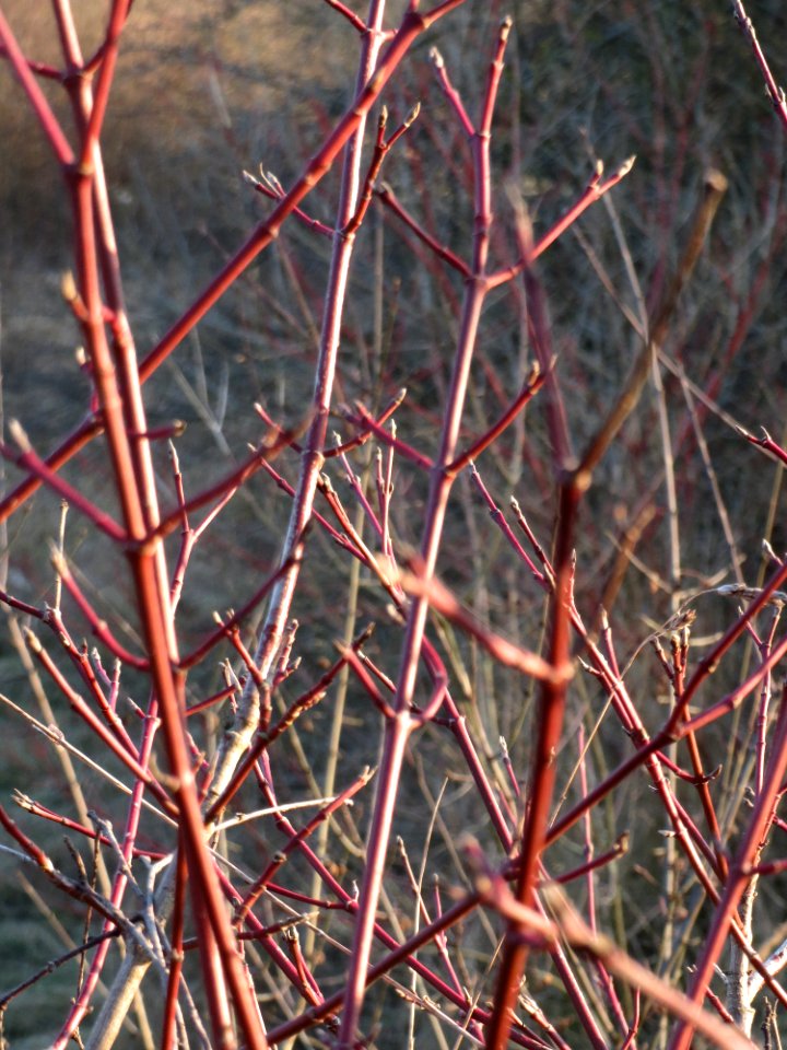 20150214Cornus_sanguinea2