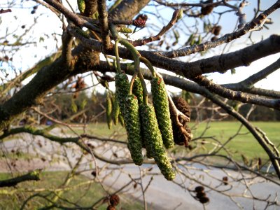 20150202Alnus_glutinosa2