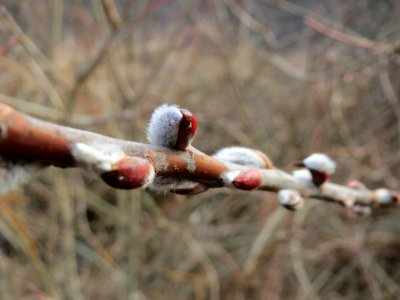 20150315Salix_purpurea10