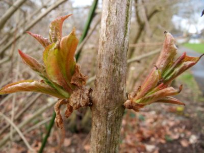 20150304Sambucus_nigra