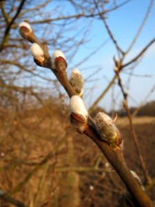 20150315Salix_cinerea2