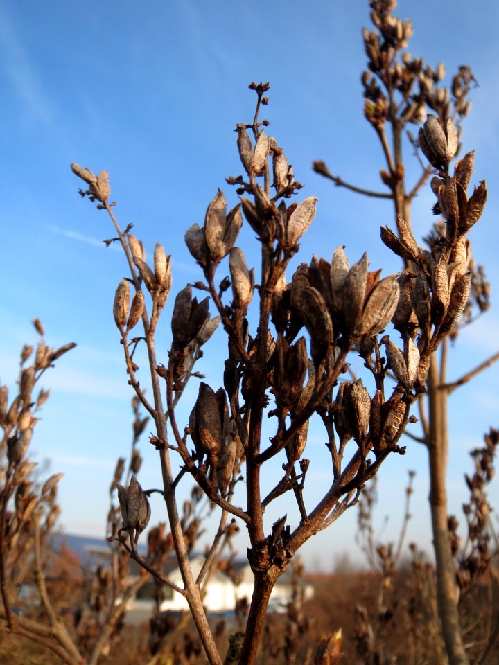 20150213Syringa_vulgaris2