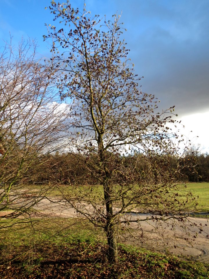 20150202Alnus_glutinosa1