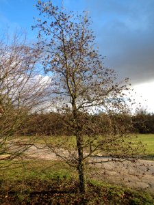 20150202Alnus_glutinosa1
