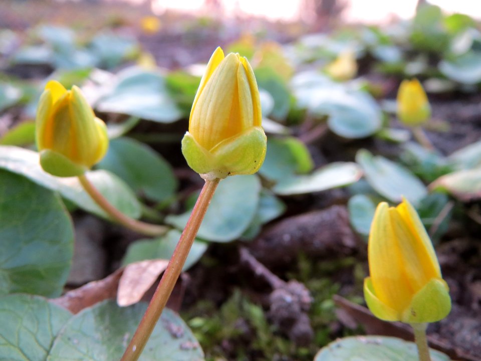 20150315Ficaria_verna3